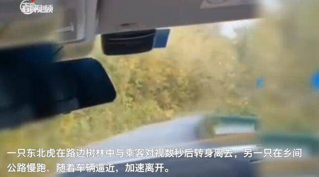 吉林市民接连遭遇野生东北虎，人与自然的近距离交锋_知识解答