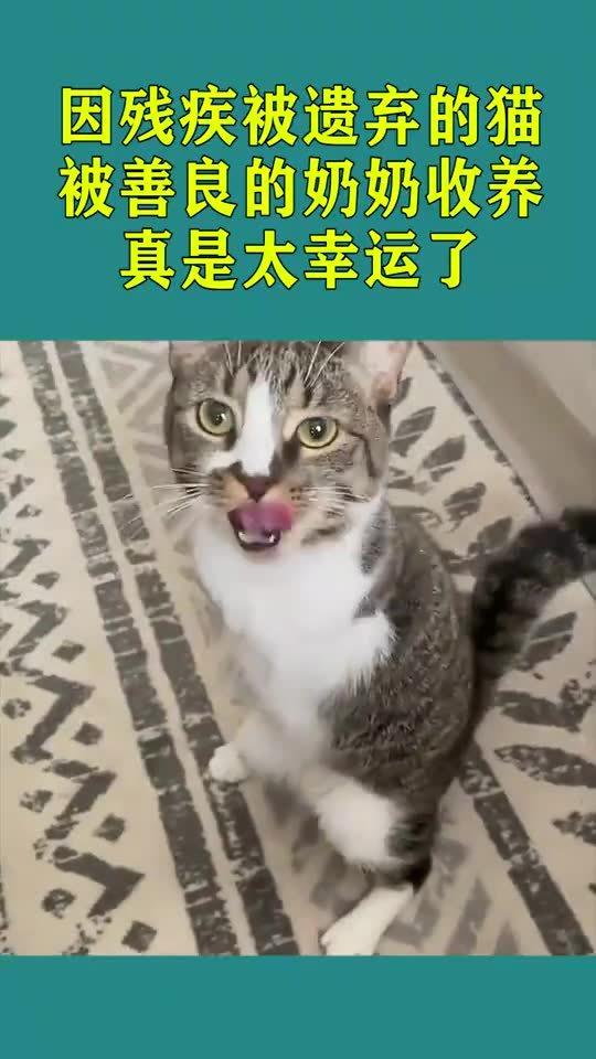 领养猫，那些看似麻烦的背后深意_精选解释落实