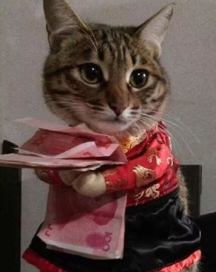 气血不足的人，或许可以从小猫的悠闲生活中学习些什么