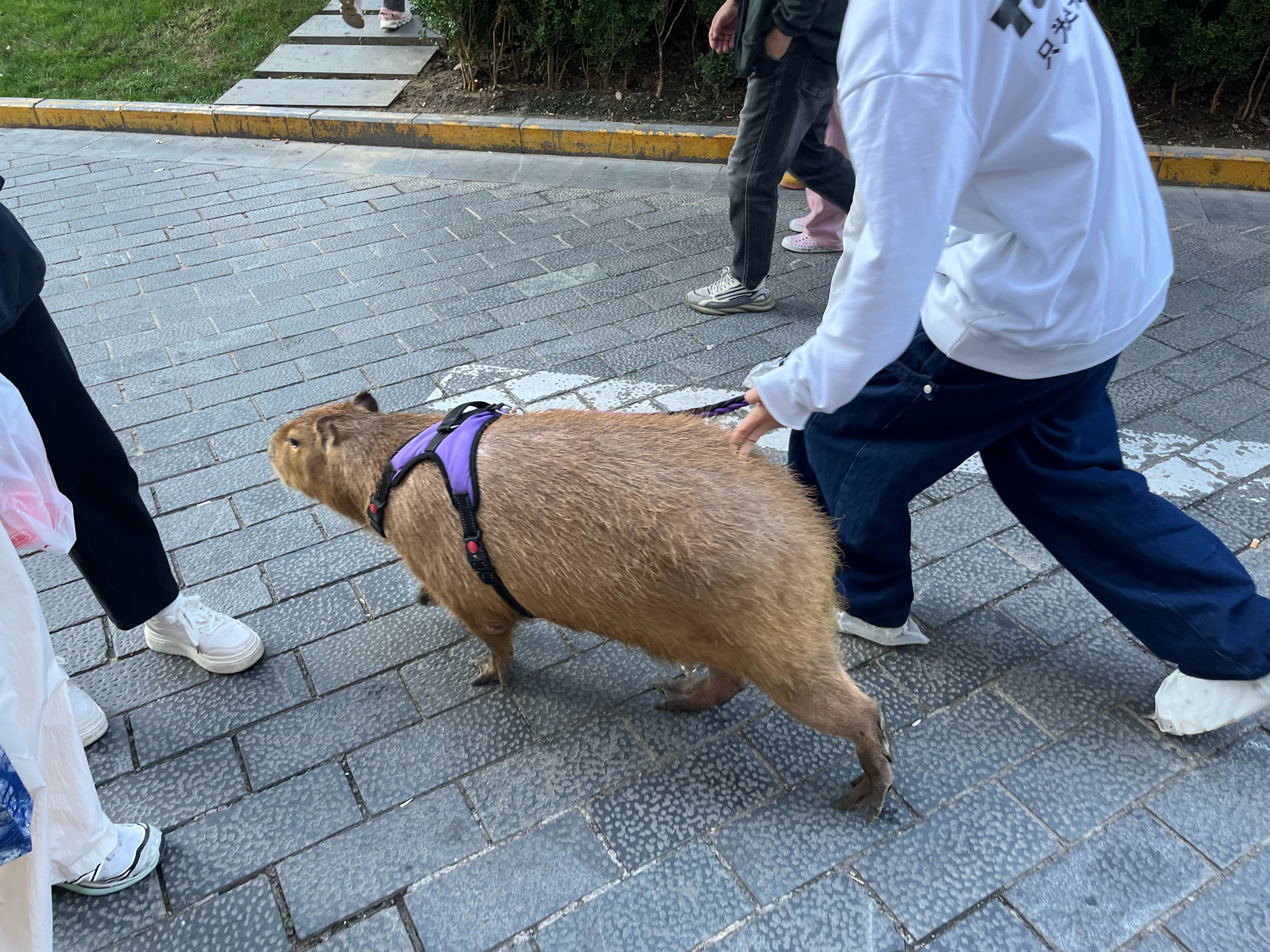 男子在上海街头骑车遛卡皮巴拉，一场独特的都市奇遇