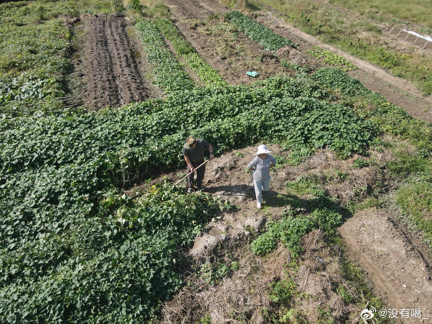 为打卡拍照，不惜花费十万假装种番薯——一场荒诞的政绩秀