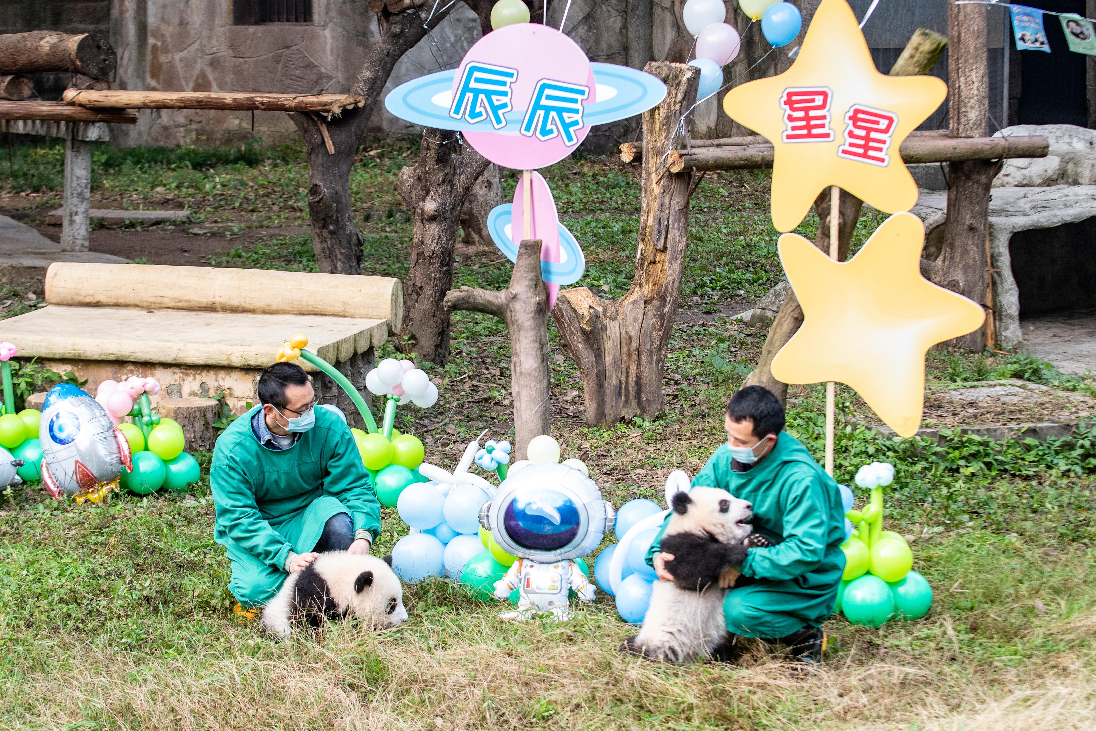 40多岁女子为每天见大熊猫移居重庆