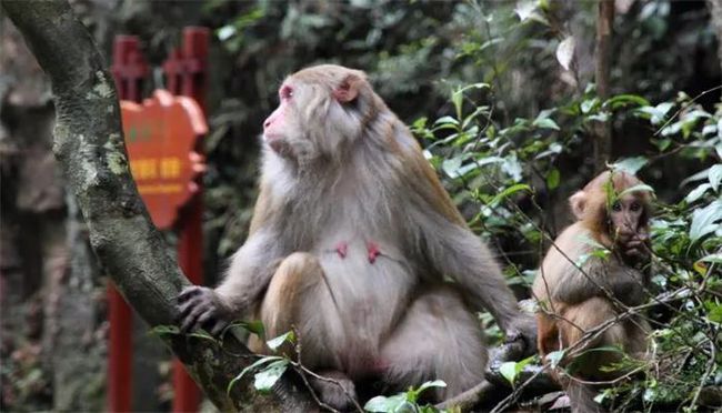 武汉一公园公开卖猕猴引质疑反馈意见和建议,武汉一公园公开卖猕猴引质疑_钱包版57.253