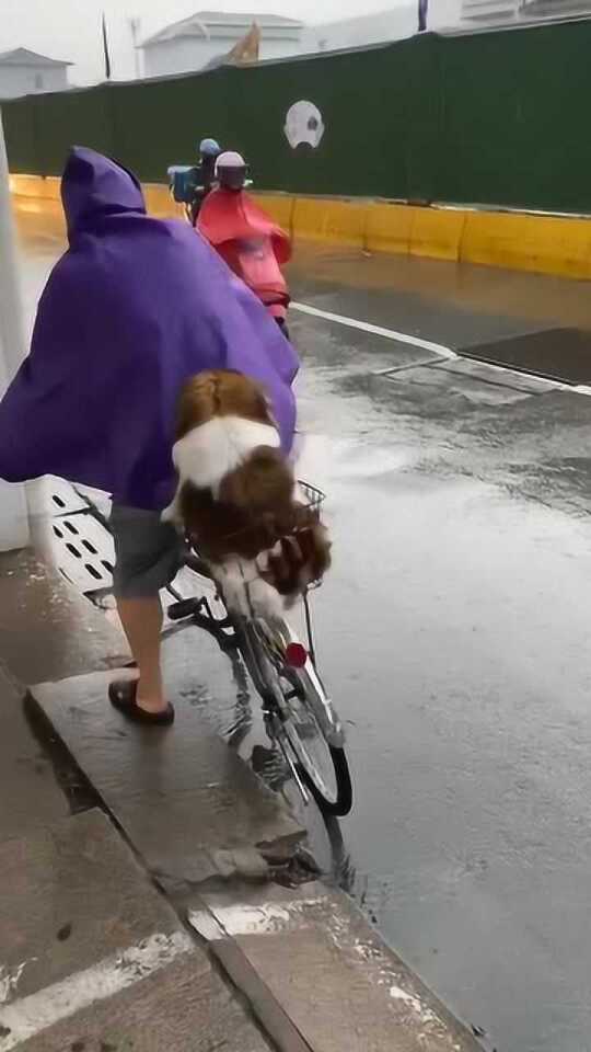 风雨寻犬记，亲情与宠物的纠葛