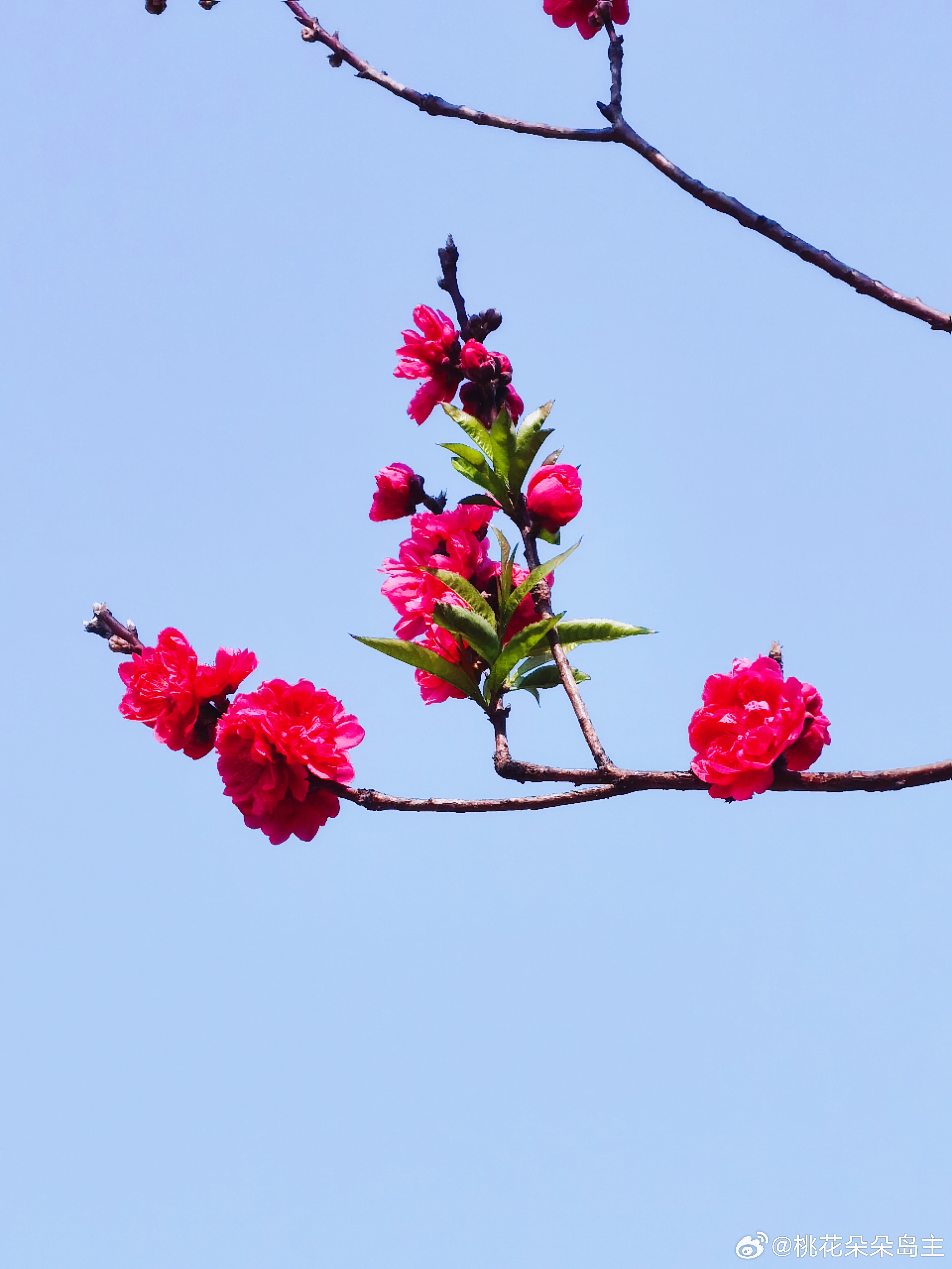 东风随春归，发我枝上花