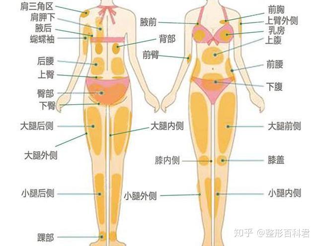 胖一点都不能胖这里？揭秘肥胖禁区与科学减肥之道！