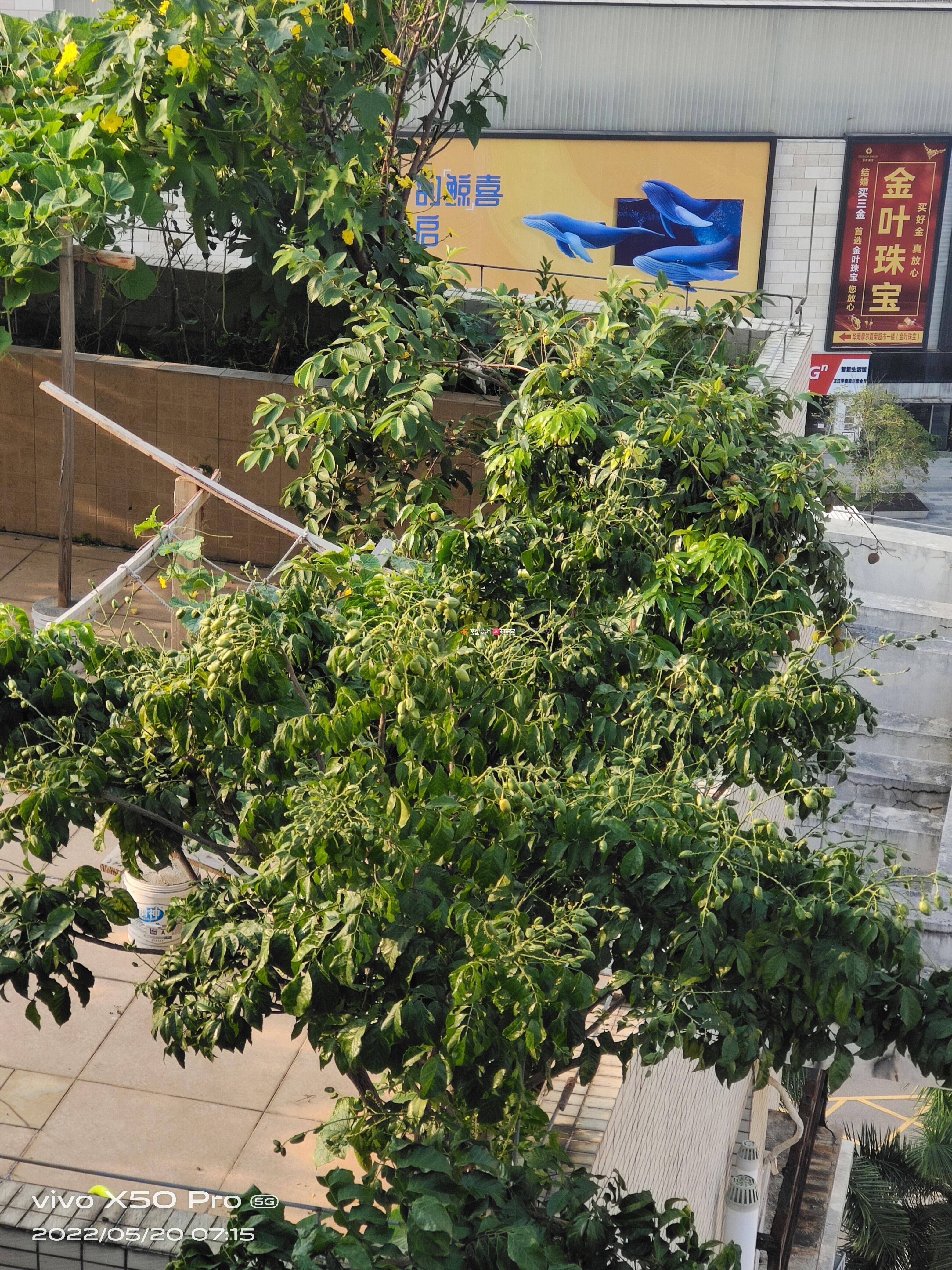 楼顶种树引发渗水危机，居民生活受困扰——法规与责任成关注焦点