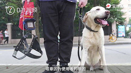 呼吁领养退役缉毒犬